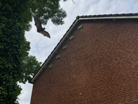 Vleermuis vliegt langs een woning tijdens ecologisch onderzoek naar beschermde diersoorten.